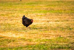 élevage de poules pondeuse et permaculture 