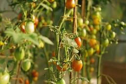 Site agroécologique communal – maraîchage, alimentation et pédagogie